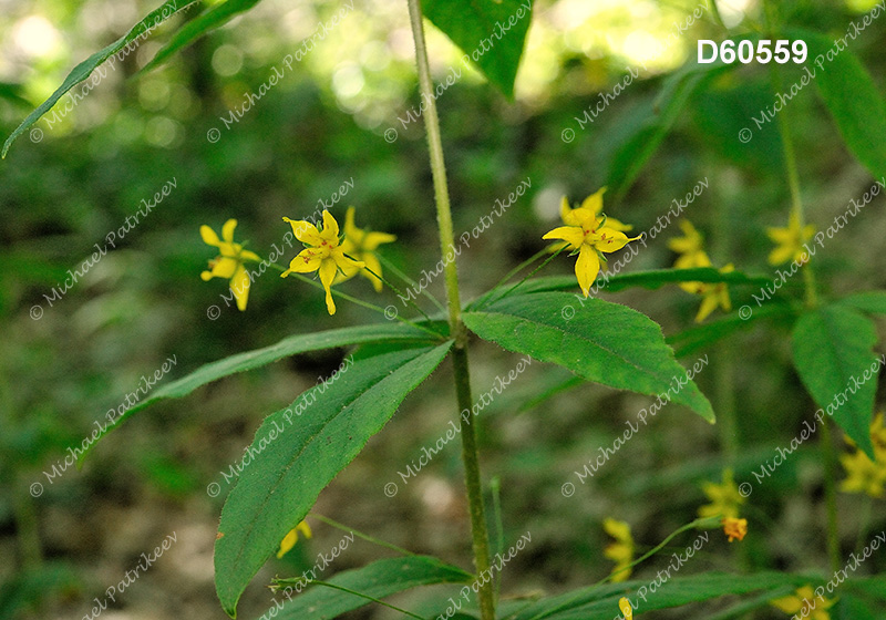 Whorled Loosestrife (Lysimachia quadrifolia)